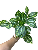 Planta decoración hoja verde redonda